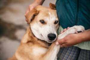 Cute dog nestling head on human; hand holding paw. By Bogdan-Sonjachnyj-on-shutterstock