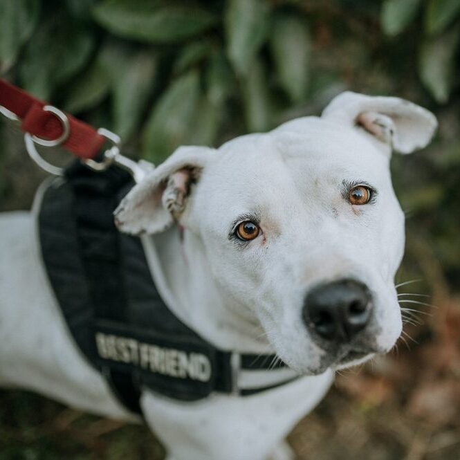 Sweet rescue dog with 'best friend' jacket